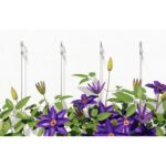 fischer GS 8X100 E ÖSENSCHRAUBE-4